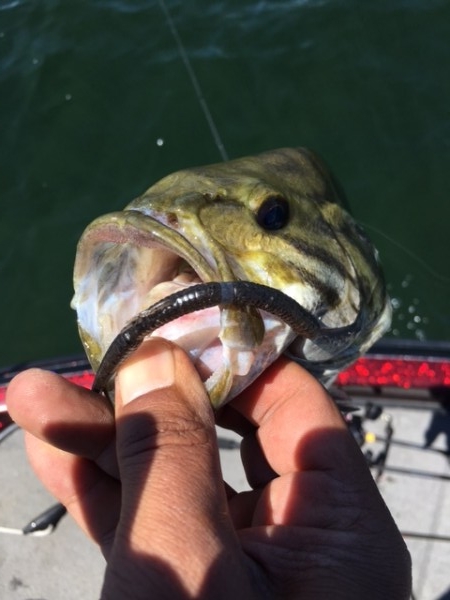 hideup ボンバー ブログ写真 2017/06/09