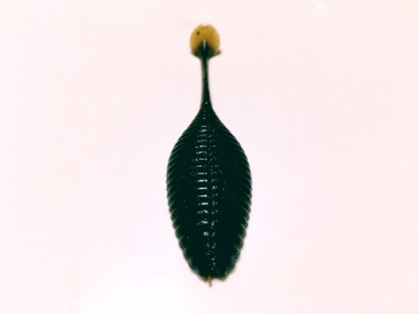 hideup ボンバー ブログ写真 2017/04/15