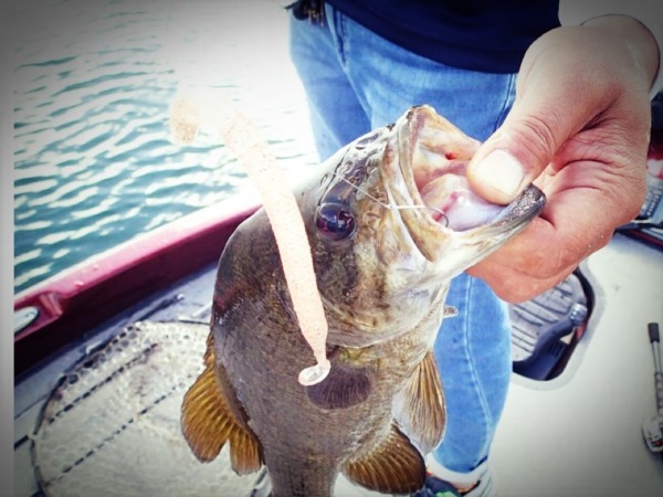 hideup ボンバー ブログ写真 2017/06/18