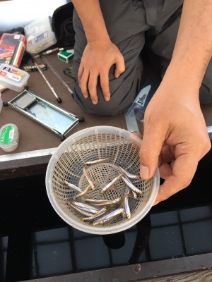 hideup ボンバー ブログ写真 2017/02/22