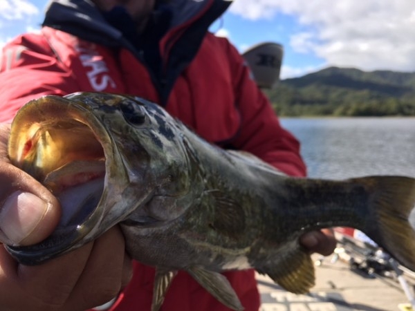 hideup ボンバー ブログ写真 2017/10/06