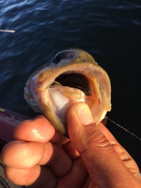 hideup ボンバー ブログ写真 2017/10/06