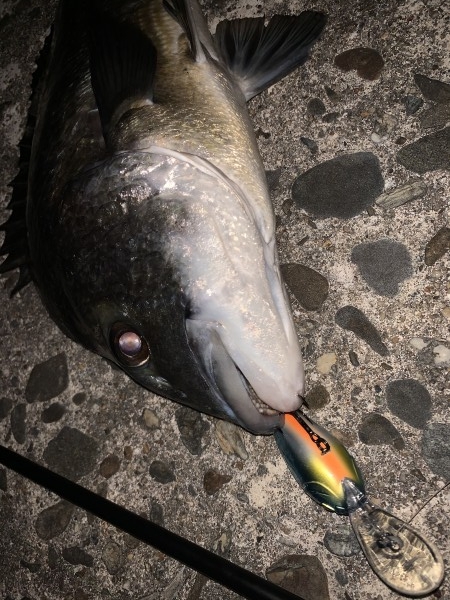 hideup 榎本英俊 ブログ写真 2019/11/06