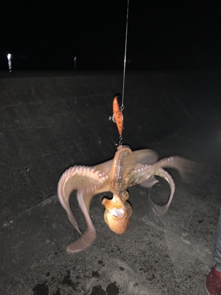 hideup 榎本英俊 ブログ写真 2019/11/07