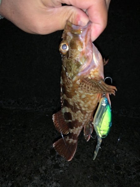 hideup 榎本英俊 ブログ写真 2019/11/11