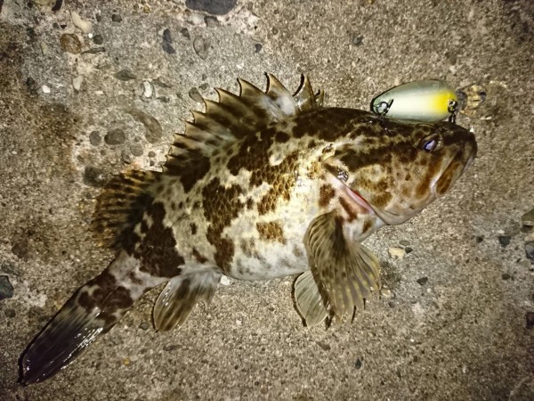 hideup 榎本英俊 ブログ写真 2019/12/10