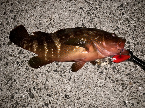 hideup 榎本英俊 ブログ写真 2020/10/12