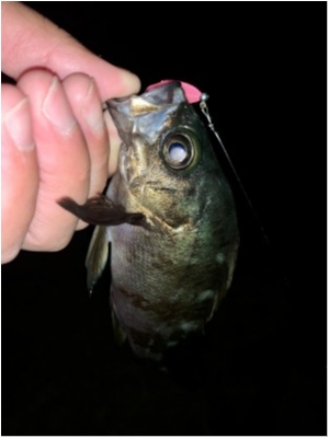 hideup 榎本英俊 ブログ写真 2020/12/04