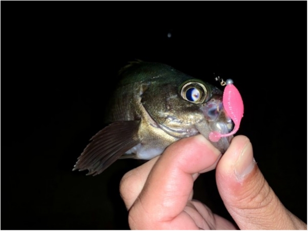 hideup 榎本英俊 ブログ写真 2020/12/04