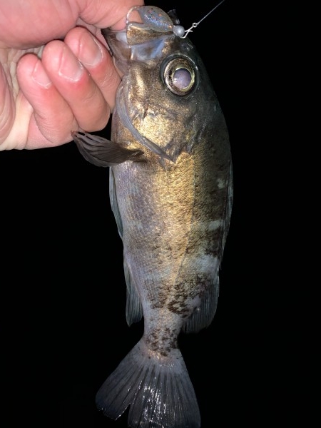 hideup 榎本英俊 ブログ写真 2021/01/05