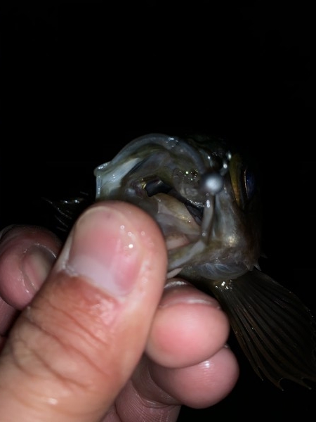 hideup 榎本英俊 ブログ写真 2021/01/05