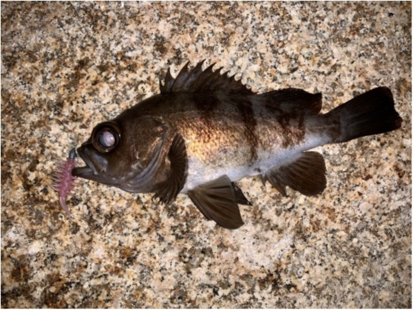 hideup 榎本英俊 ブログ写真 2021/04/02