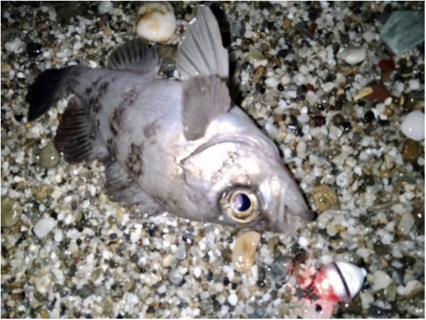 hideup 榎本英俊 ブログ写真 2021/04/07