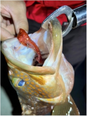 hideup 榎本英俊 ブログ写真 2021/12/12