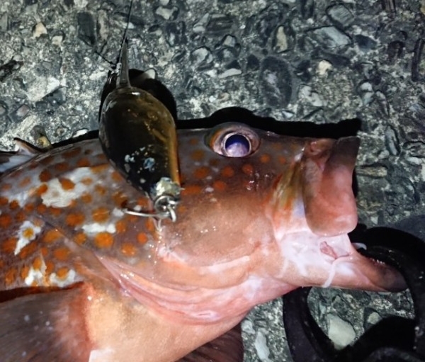 hideup 久次米良信 ブログ写真 2019/11/01