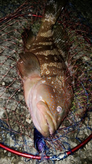 hideup 久次米良信 ブログ写真 2019/11/06