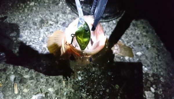 hideup 久次米良信 ブログ写真 2019/11/08