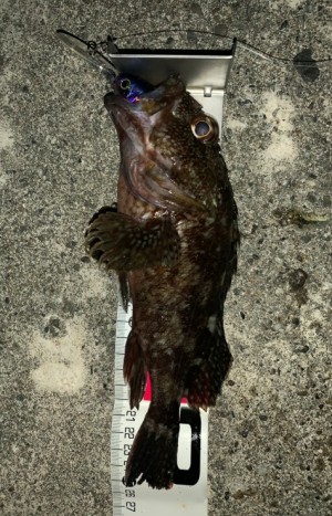 hideup 久次米良信 ブログ写真 2019/11/09