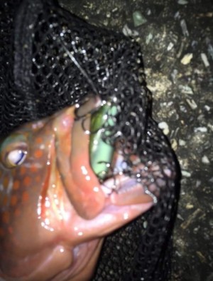 hideup 久次米良信 ブログ写真 2019/11/14