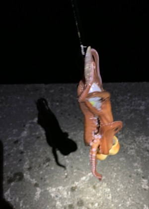 hideup 久次米良信 ブログ写真 2019/11/15