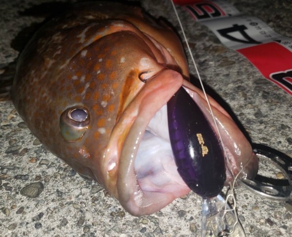 hideup 久次米良信 ブログ写真 2019/11/16