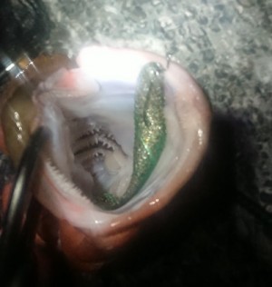 hideup 久次米良信 ブログ写真 2019/11/19