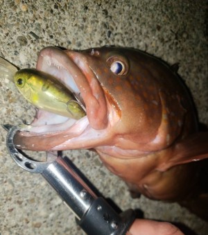 hideup 久次米良信 ブログ写真 2019/12/06