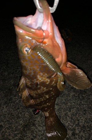 hideup 久次米良信 ブログ写真 2019/12/07