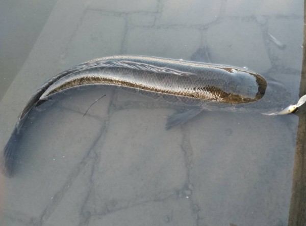 hideup 久次米良信 ブログ写真 2019/12/11