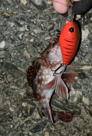 hideup 久次米良信 ブログ写真 2019/12/12