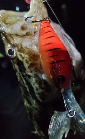 hideup 久次米良信 ブログ写真 2019/12/16