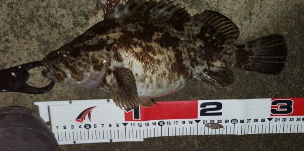 hideup 久次米良信 ブログ写真 2019/12/20