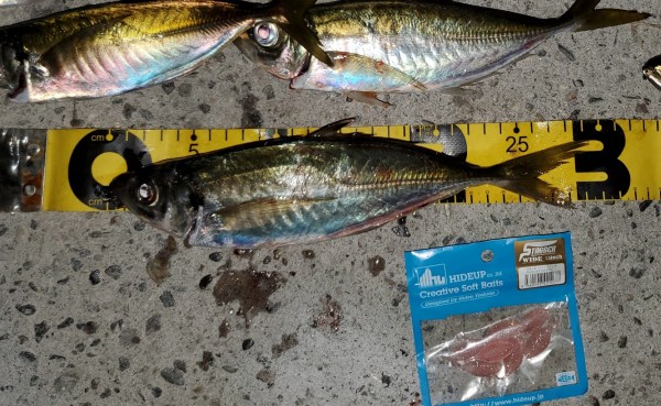 hideup 久次米良信 ブログ写真 2020/01/14