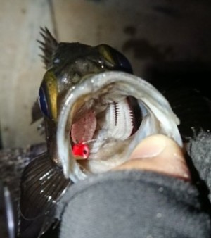 hideup 久次米良信 ブログ写真 2020/02/15