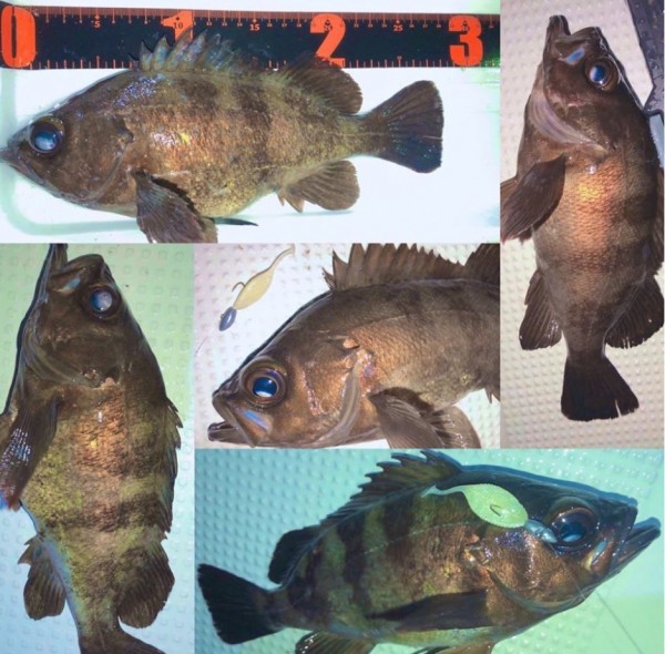 hideup 久次米良信 ブログ写真 2020/02/15