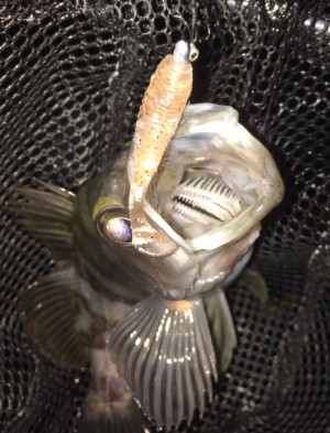 hideup 久次米良信 ブログ写真 2020/02/20