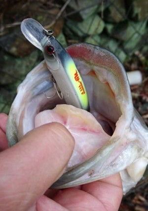 hideup 久次米良信 ブログ写真 2020/04/02