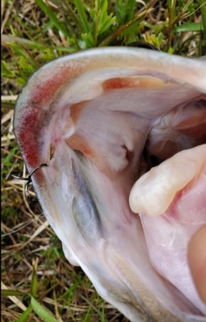 hideup 久次米良信 ブログ写真 2020/04/13