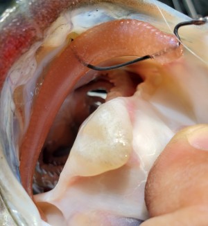 hideup 久次米良信 ブログ写真 2020/04/20