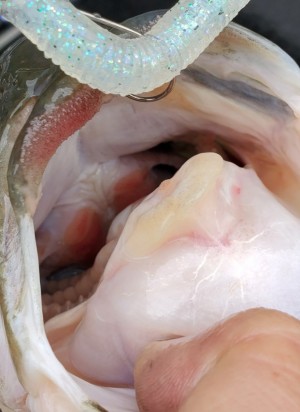 hideup 久次米良信 ブログ写真 2020/04/20