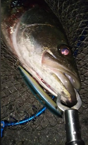 hideup 久次米良信 ブログ写真 2020/06/05