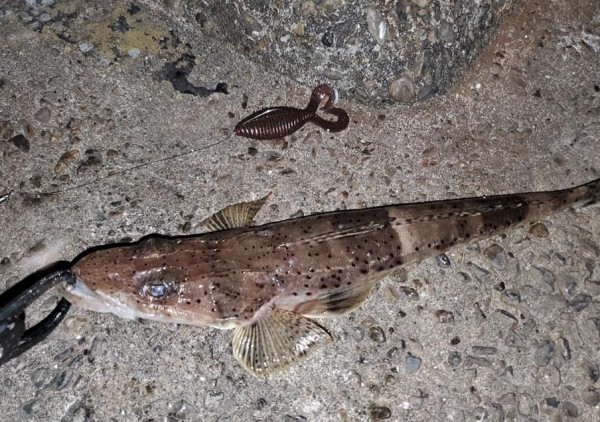 hideup 久次米良信 ブログ写真 2020/06/06