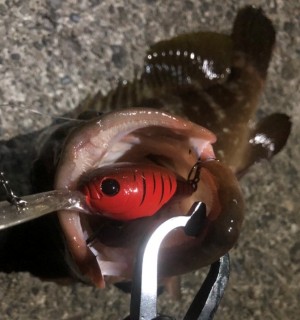 hideup 久次米良信 ブログ写真 2020/07/03