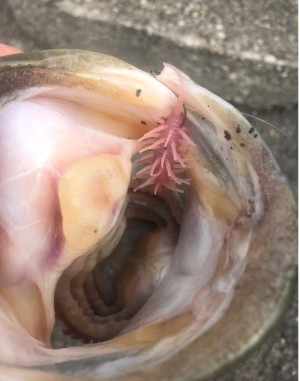 hideup 久次米良信 ブログ写真 2020/08/04