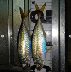 hideup 久次米良信 ブログ写真 2020/11/09