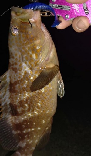 hideup 久次米良信 ブログ写真 2020/11/19