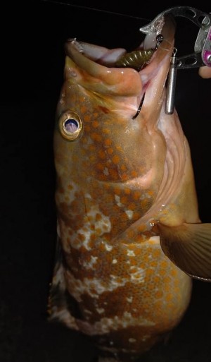 hideup 久次米良信 ブログ写真 2020/11/19