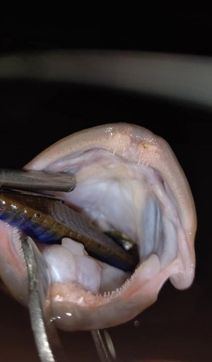 hideup 久次米良信 ブログ写真 2020/11/19