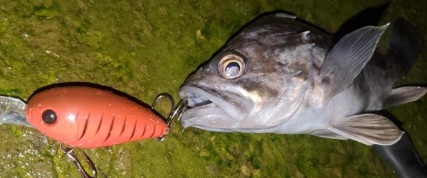 hideup 久次米良信 ブログ写真 2021/01/13