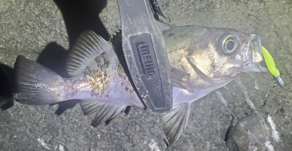 hideup 久次米良信 ブログ写真 2021/01/16